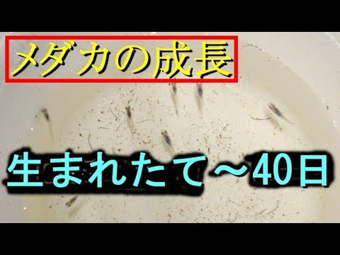 メダカ 稚魚 成長 過程