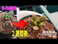 √100以上 多肉 植物 しわしわ 200115-多肉植物 しわしわ 原因