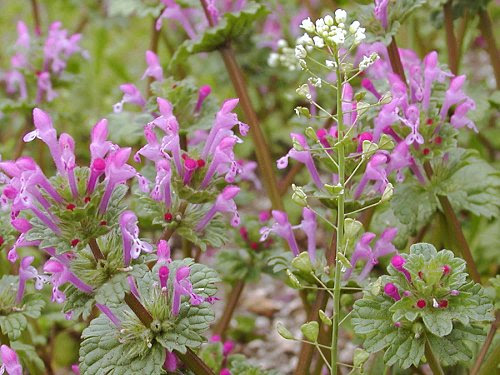 ほとけのざ Lamium Amplexicaule
