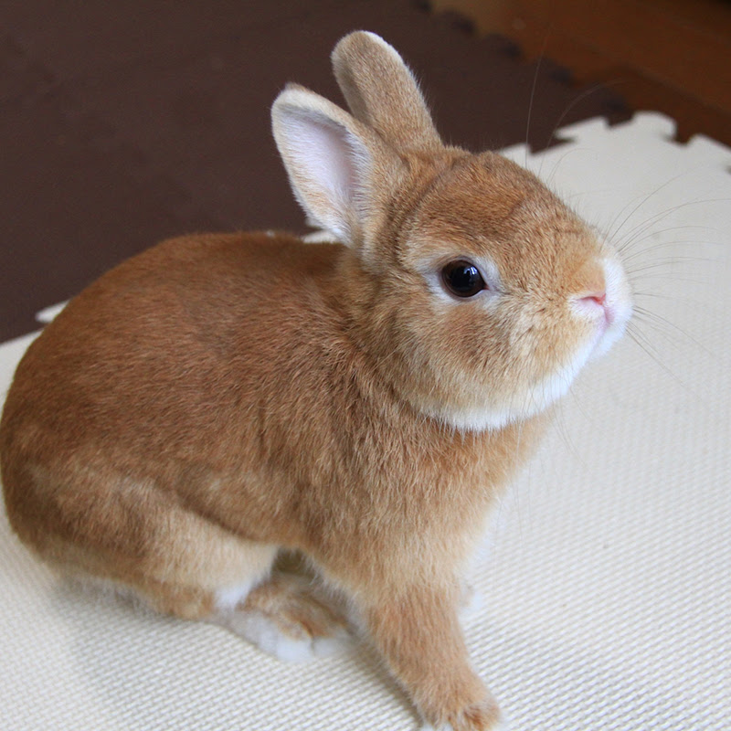 ウサギの部屋んぽは毎日必要 頻度や広さ 注意点を徹底解説