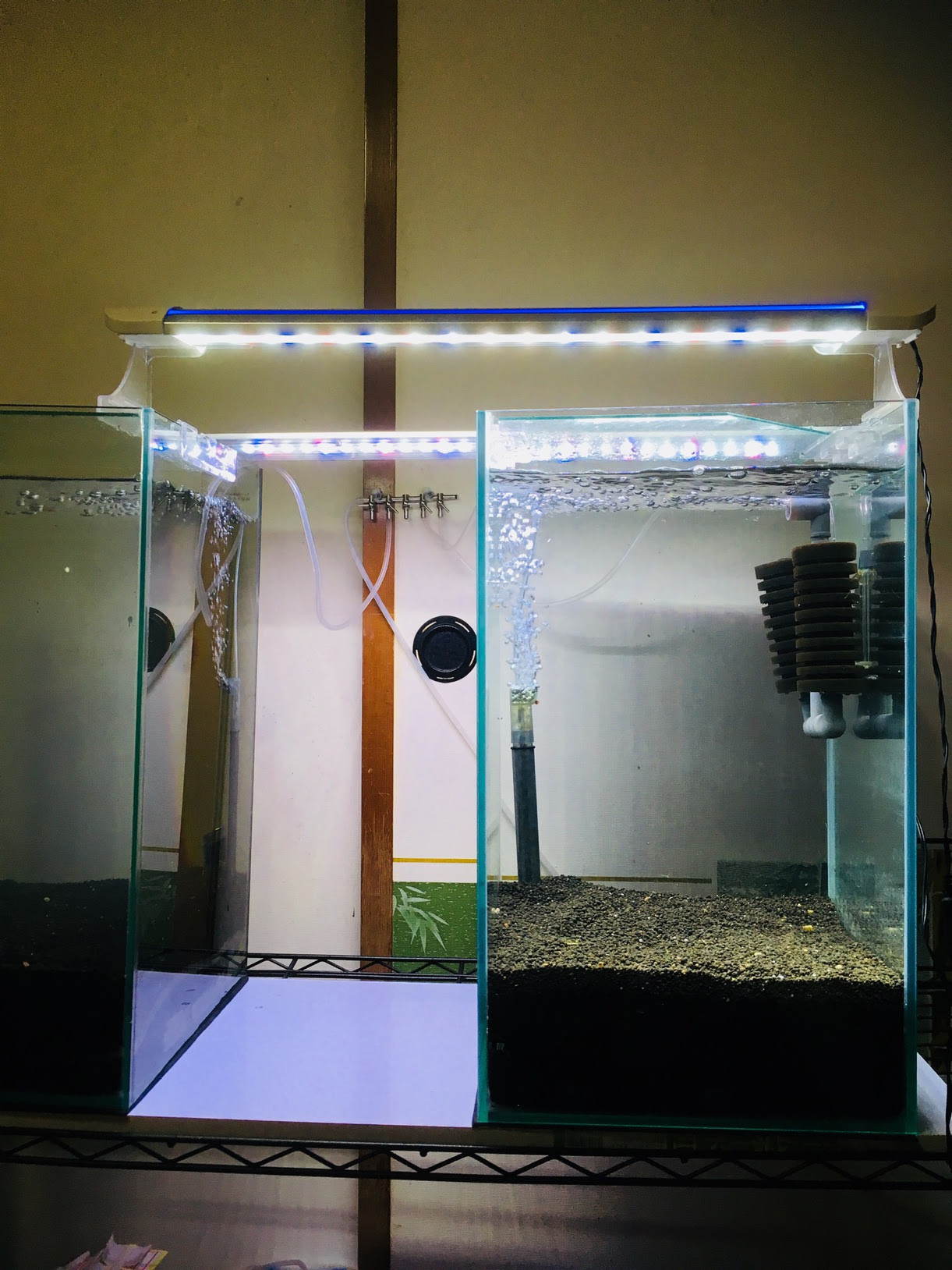 また 水槽買ってしまいました 笑笑