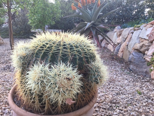 Hi is it ok to remove the pups from my cactus? : Grows on You