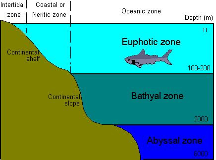ocean zones google search ocean zones ecology unit continental