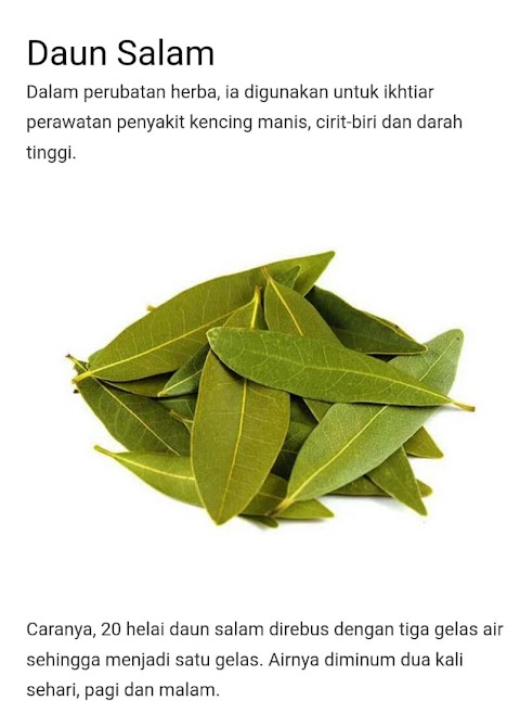 herba untuk kencing manis