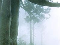 Mist