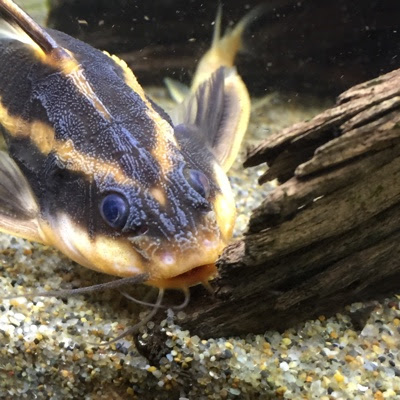 ドジョウドライ 花かんざしドライ ちょっぽし あくあ