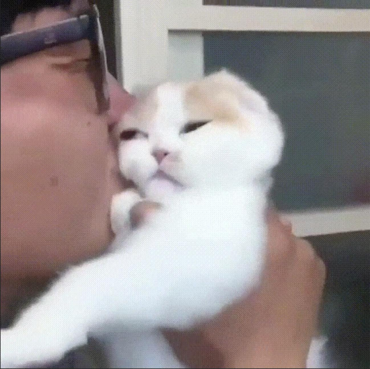 海外の反応 お願いだからキスは止めて 思わず猫に同情したくなる動画 きゃっつあんど
