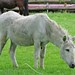 donkey