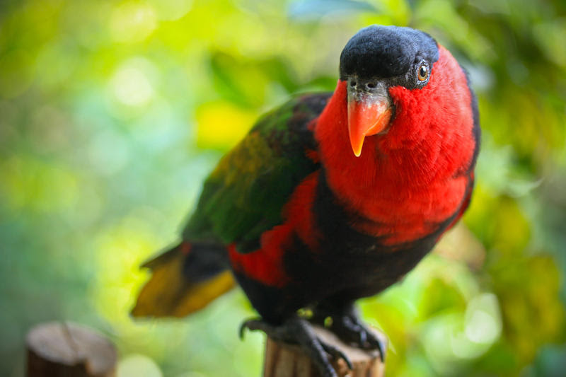 Burung  Kakak  Tua  by funnyamoony on DeviantArt