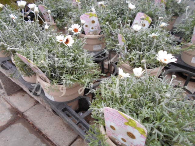 ローダンセマム アフリカンアイズ 函館 花屋の園芸センター かすみ園 函館の豊富なお花屋さん