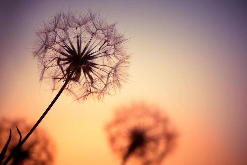 shutterstock_244384780