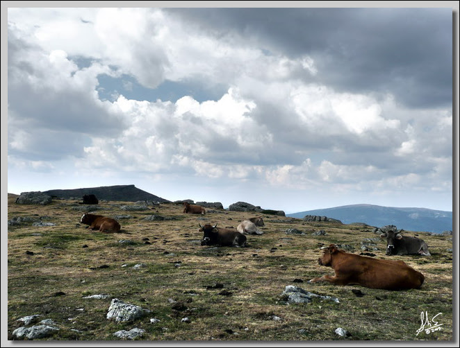 VACAS ESPERANDO LA TORMENTA M