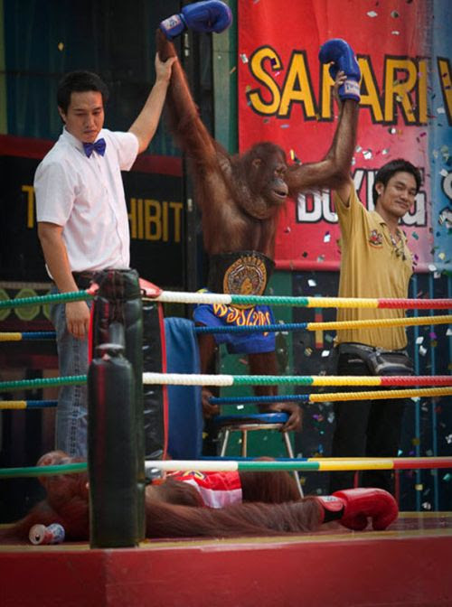 Kickboxing Orangutans in Thailand (14 pics)