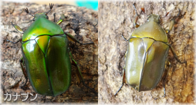 コガネムシ科 カナブン ハナムグリ 昆虫研究室