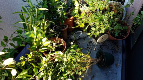 台風一過 ベランダの惨状