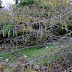 Drooping Branches Meaning - Having branches or flower heads that bend downward.