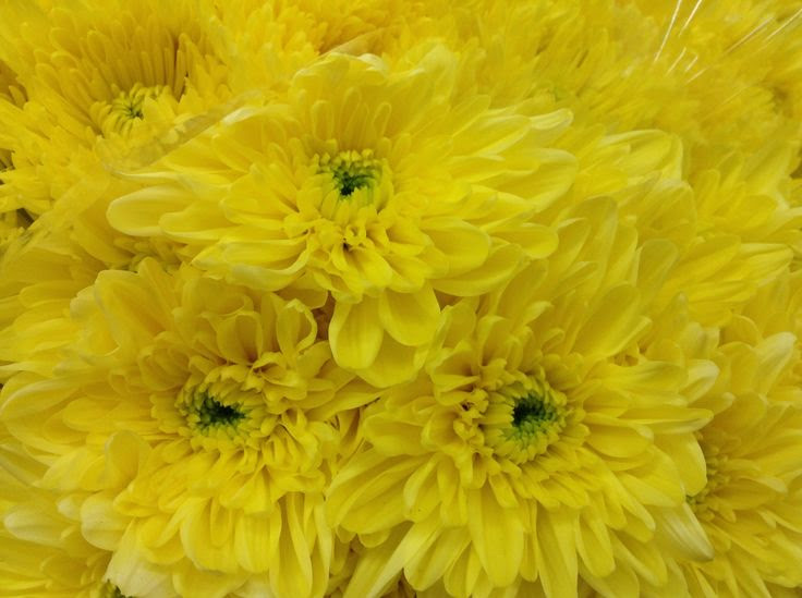 Beautiful yellow chrysanthemums ,in Europe considered flowers quot;death 