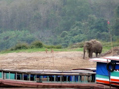 Olifant langs de Mekong