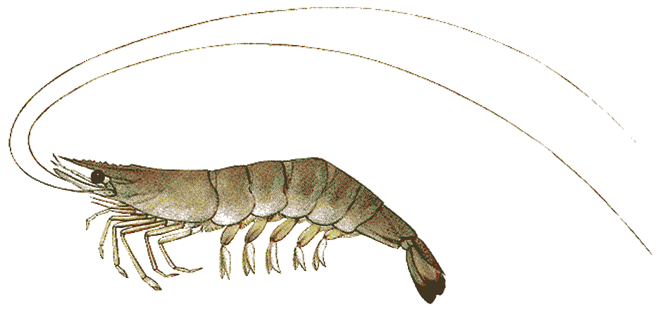 ヨシエビってどんなエビ