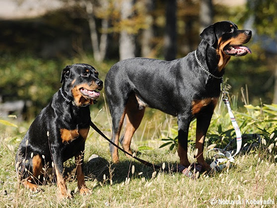 ロットワイラー 犬種図鑑 Dogplus Me