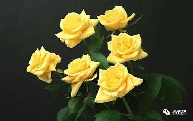 6月1日黃玫瑰生日花語 每日頭條