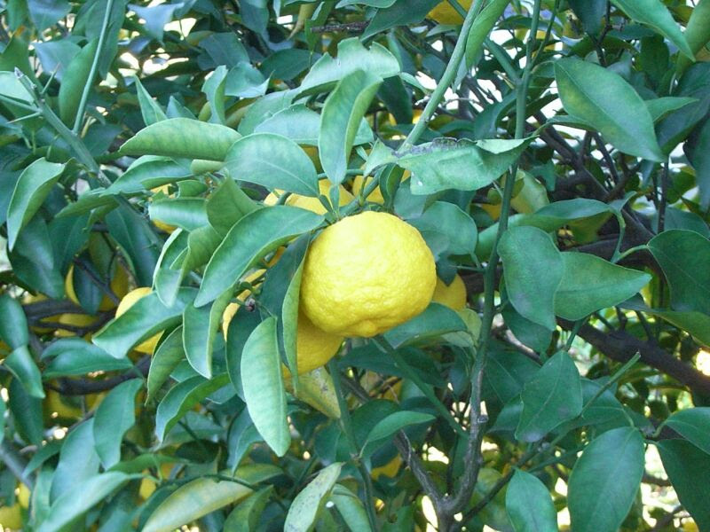 ミカン科