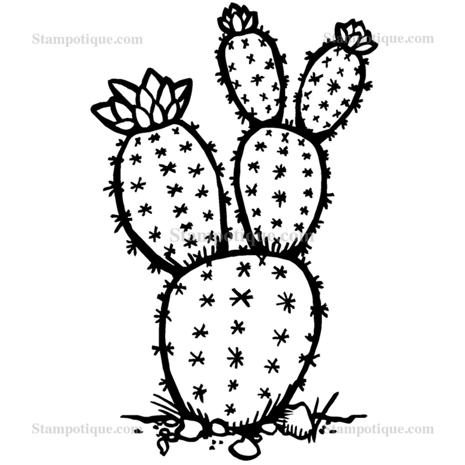 Download Prickly Pear Cactus Drawing at GetDrawings | Free download