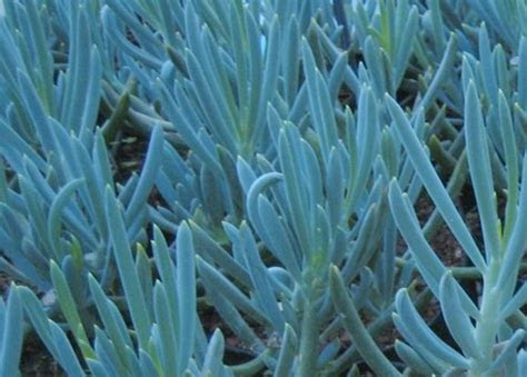 It will thrive indoors situated in full sun and with temperatures . Succulent, Blue Ice Plant - Our Plants - Kaw Valley