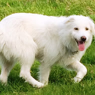 Dolly the Dog