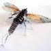 Computer Component Bugs, Julie Alice Chappell, upcycled sculpture, upcycled electronics, environmental art, insect sculptures, e-waste, electronic waste, discarded electronic art,