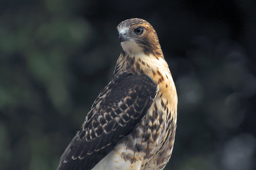 red tailed hawk chimney III 8 2008
