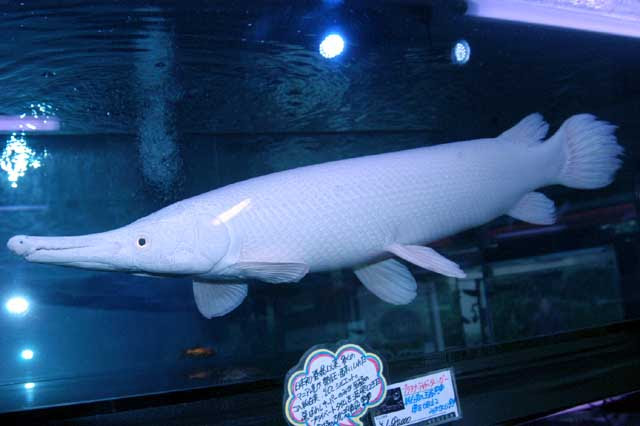 超希少 プラチナ アリゲーターガー