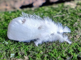 植栽害虫の生態 株式会社三共リメイク