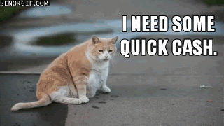 Funny Cats With Words