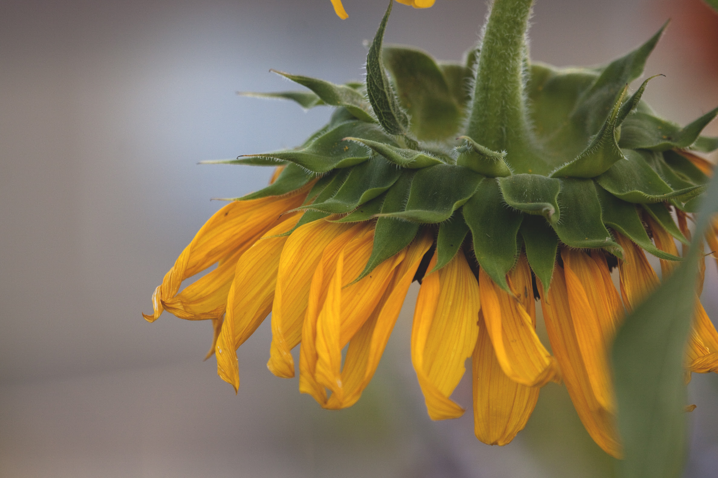 sunflower droop2
