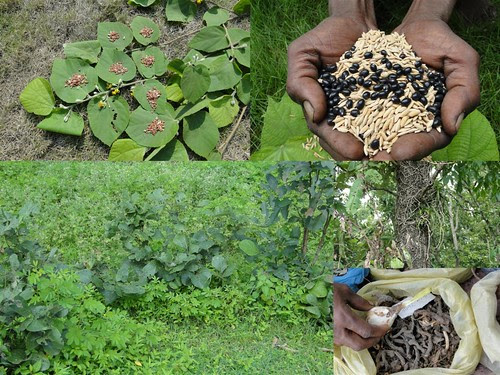 Medicinal Rice Formulations for Diabetes Complications, Heart and Kidney Diseases (TH Group-93) from Pankaj Oudhia’s Medicinal Plant Database by Pankaj Oudhia