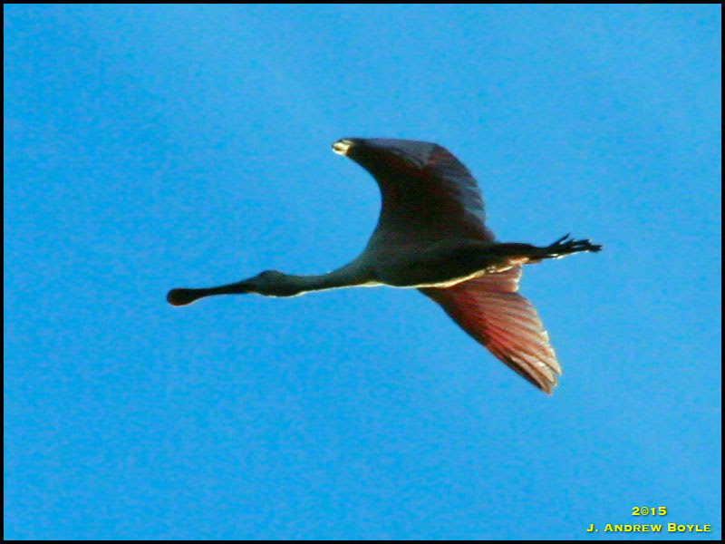 Roseate Spoonbill
