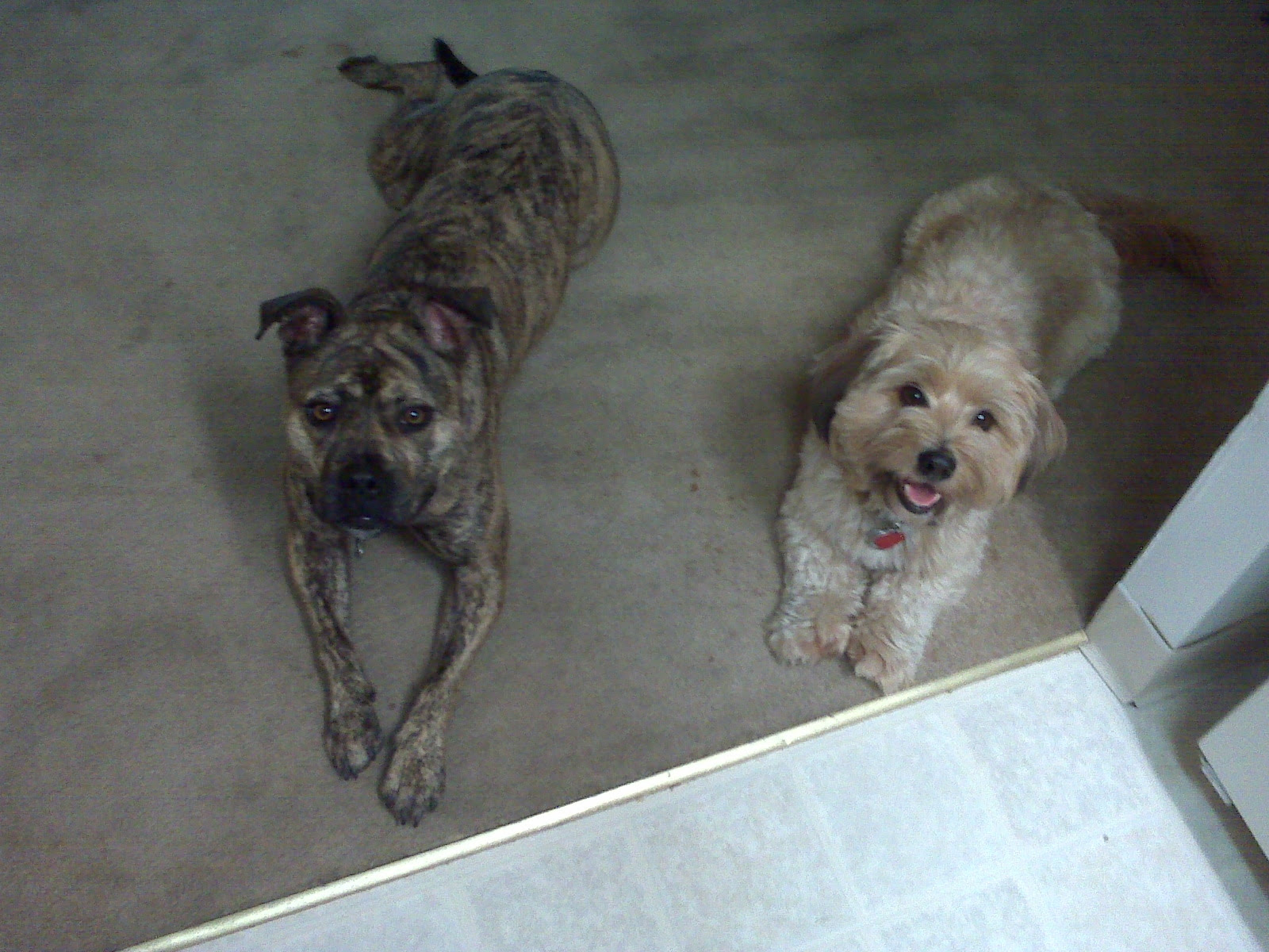 We got Dude two years ago and