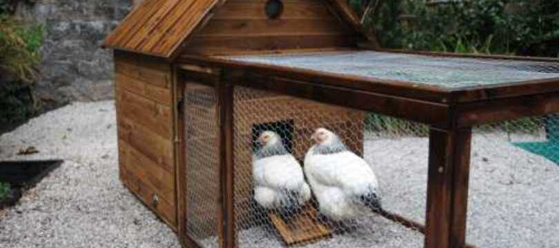 Opter Pour Un Petit Poulailler 2 à 3 Poules Jardingue