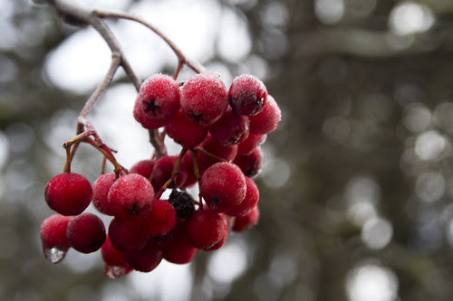 frozen berries