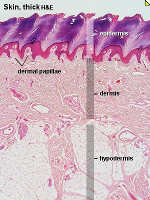 Blue Histology - Integumentary System