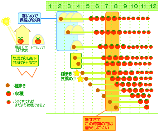 いつ種まきがベスト トマト ミニトマト 水耕栽培ｑ ａ