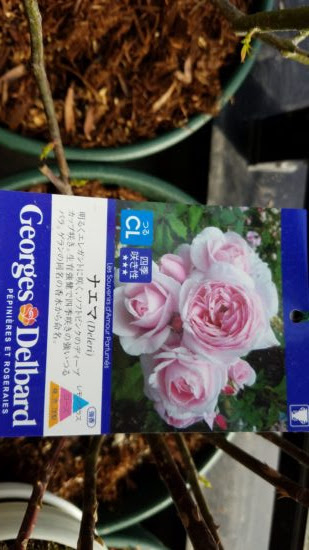 ナエマ 鉢植えの育て方 コンパクトに剪定して育てるナエマ