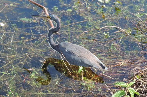Tri-colored Heron