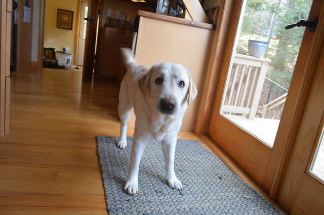 sweet wagging nacho