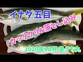 √70以上 カッタクリ 釣り 101340-カッタクリ 釣り方