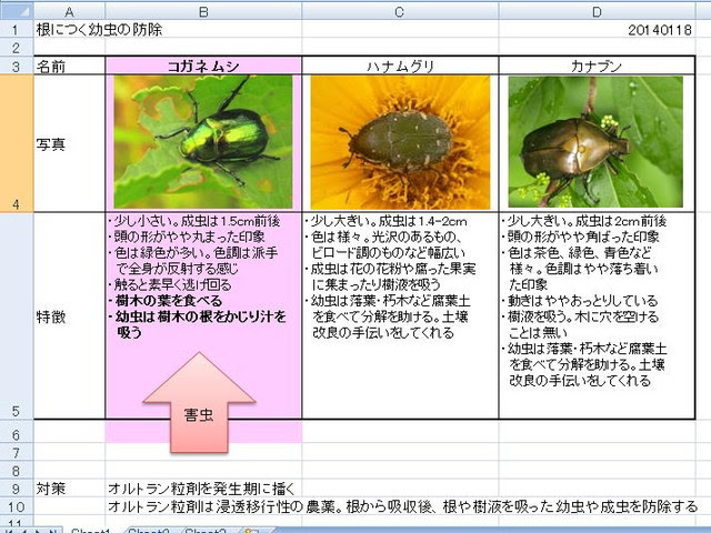 植木屋1年生 1月26日 ハナムグリとカナブンに謝罪です