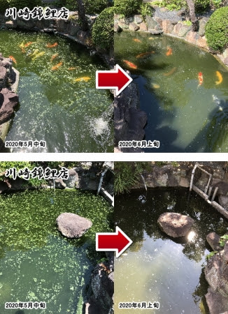 アオコ対策 錦鯉販売 川崎錦鯉店のオフィシャルブログ