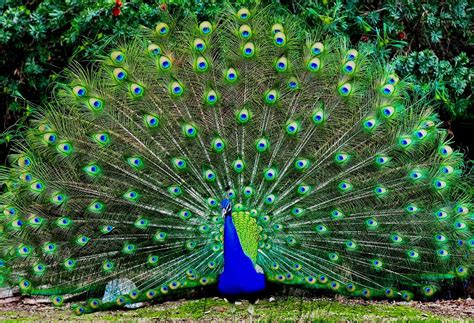 hewan  tumbuhan langka  indonesia flora  fauna les musik