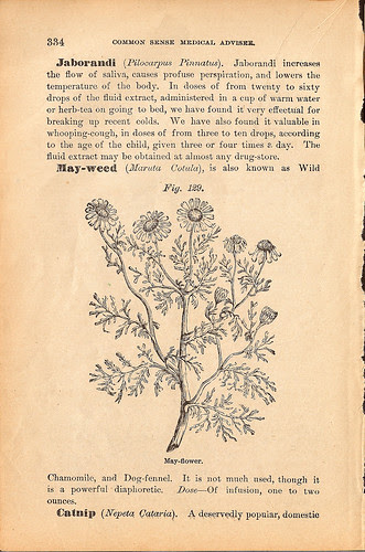 Figure 129- May-flower